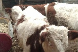 国产牛牛,探寻中国牛肉产业的崛起之路